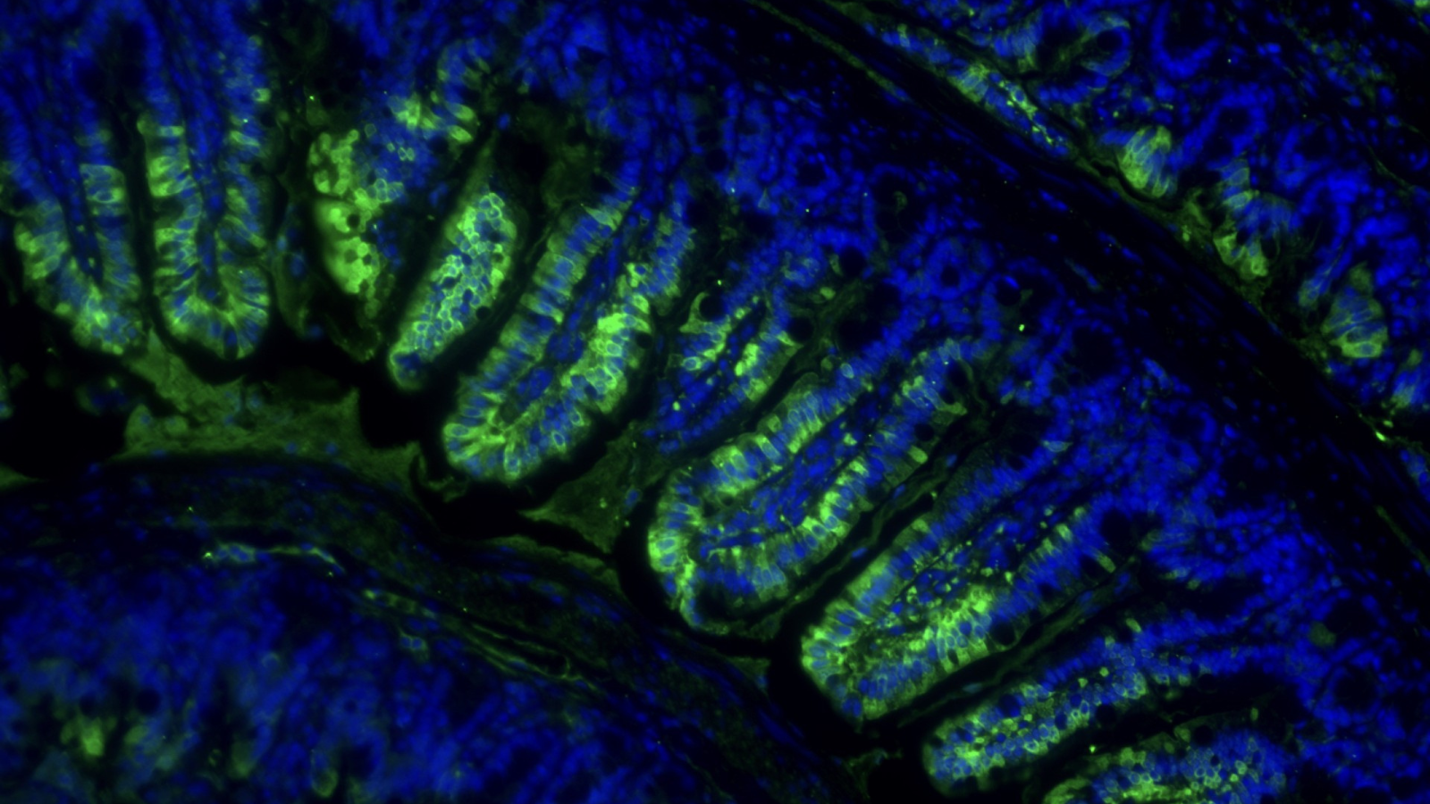 Immunofluorescence of the biosynthetic enzyme for exercise-inducible Lac-Phe (Cndp2, green) and nuclei (DAPI, blue) in mouse gut.