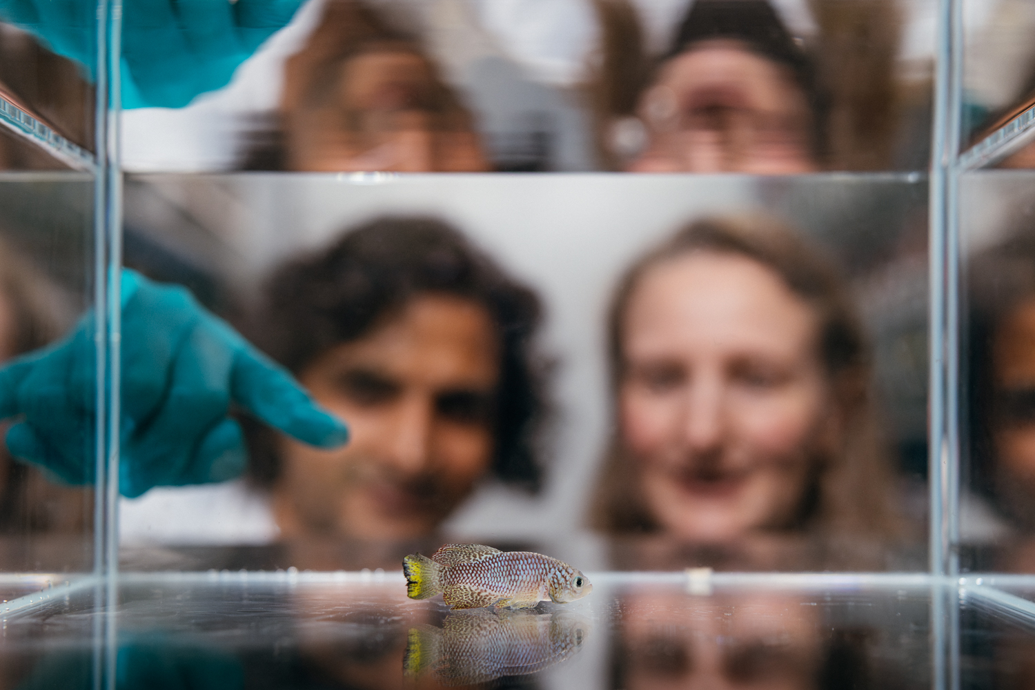 Ravi Nath and Claire Bedbrook peer through a fish tank at an African killifish.