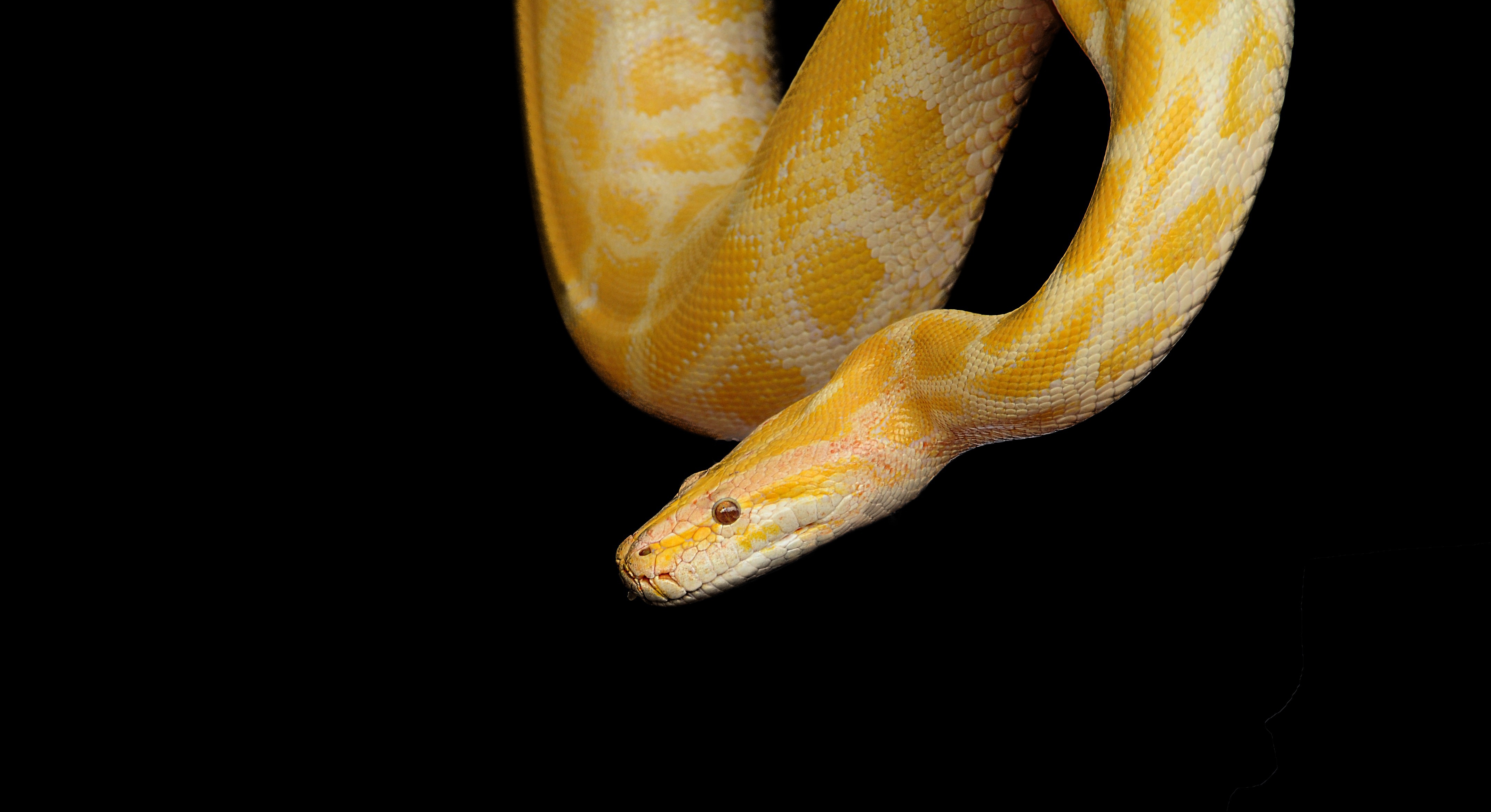 A golden colored snake lowering into the frame on a black background.