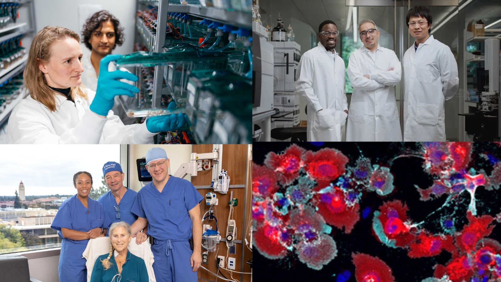 In pursuit of brain resilience | Knight Initiative