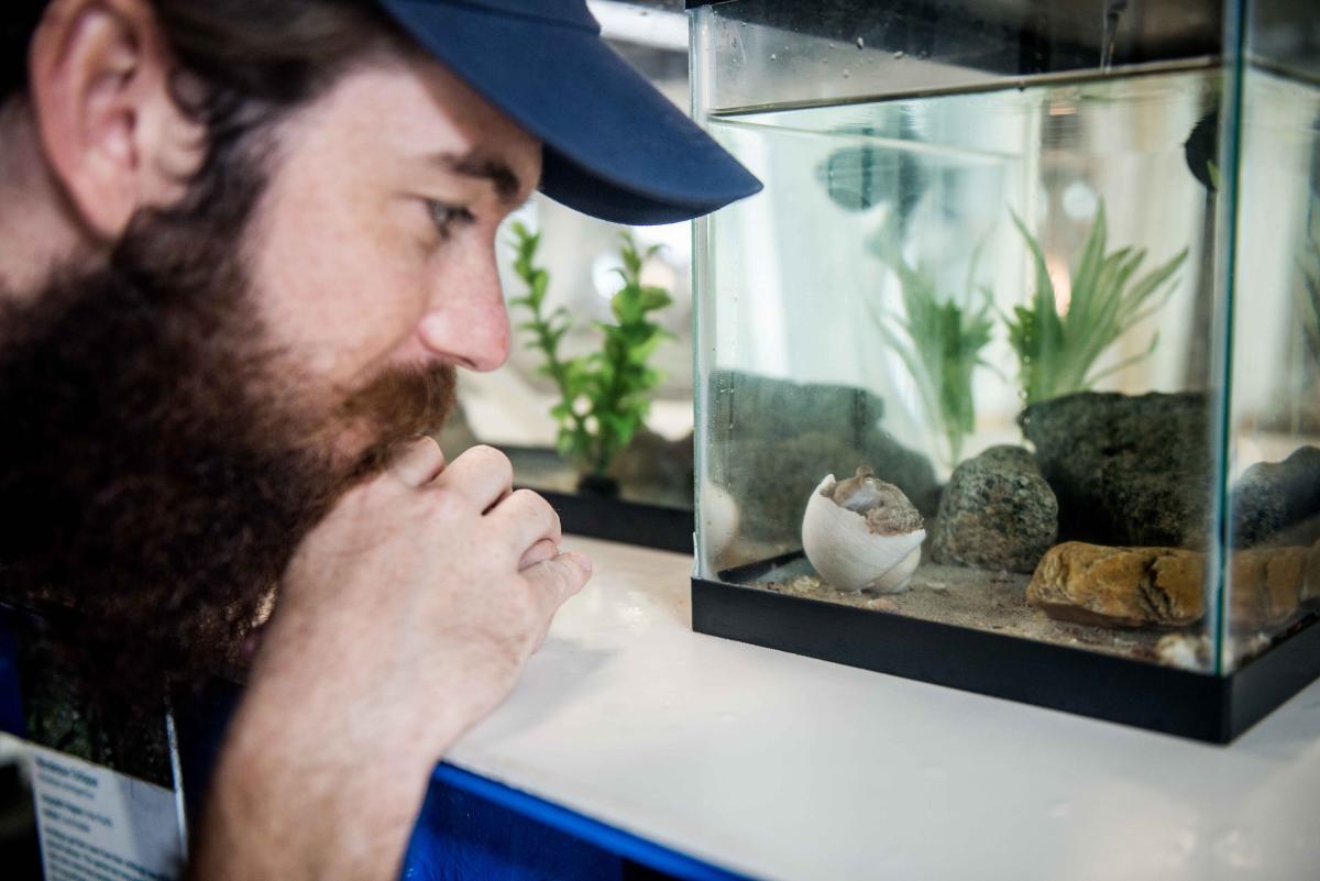 Matt McCoy with a bobtail squid at the Marine Biological Laboratory at Woods Hole