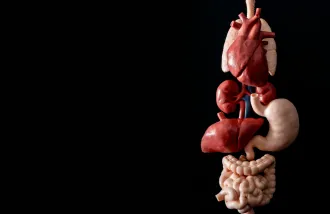 Image of a heart, lungs, kidneys, liver, stomach, large and small intestine. Image by ADOBE.