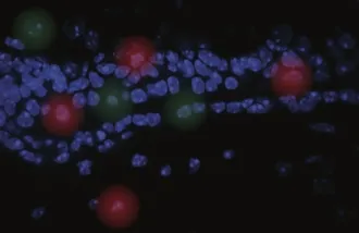 Microscopy image with blue nuclear stain on black background and artistic rendition of cell proximity effects in red and green