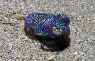bobtail squid