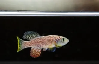 African turquoise killifish