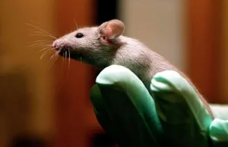sex-drive circuitry in mouse brains