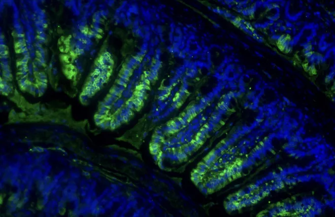 Immunofluorescence of the biosynthetic enzyme for exercise-inducible Lac-Phe (Cndp2, green) and nuclei (DAPI, blue) in mouse gut.