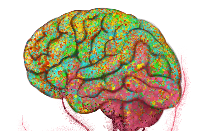 A illustration of the brain (in green and yellow) connected to blood vessels of the body (in red).