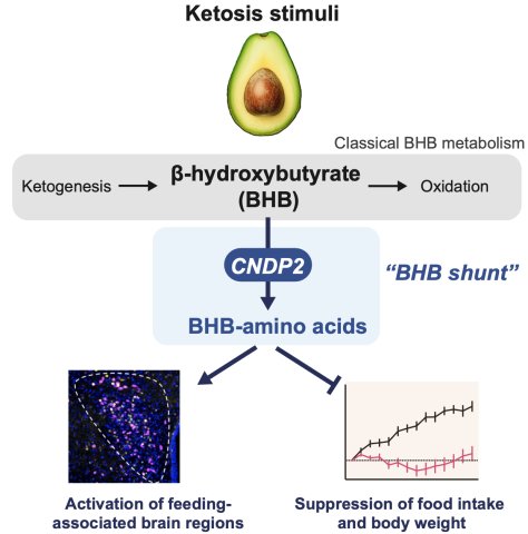 Visual abstract illustration of a biochemical pathway linking ketogenic diets to appetite suppression in the brain