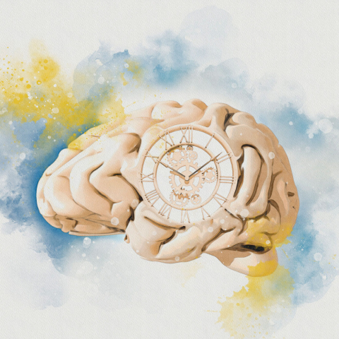 Watercolor image of a brain with a clock in the middle. Credit: Victor Habbick Visions/Science Photo Library / Getty Images