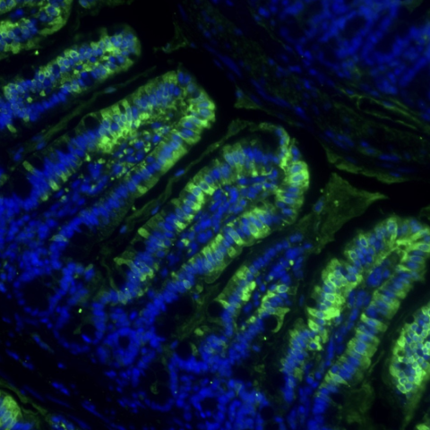 Immunofluorescence of the biosynthetic enzyme for exercise-inducible Lac-Phe (Cndp2, green) and nuclei (DAPI, blue) in mouse gut. Image credit - Long Lab