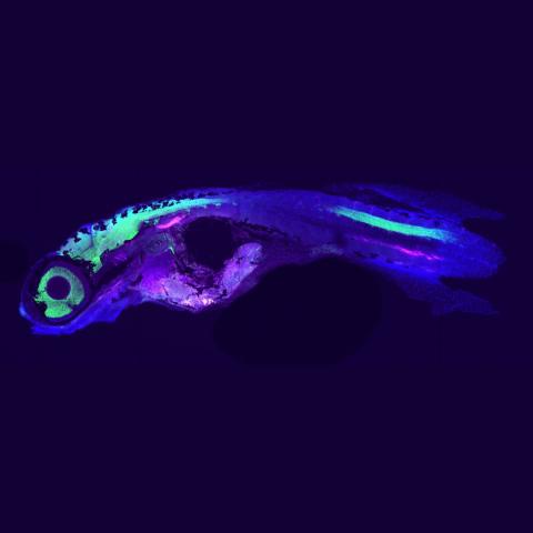  CRISPR in  African Killifish