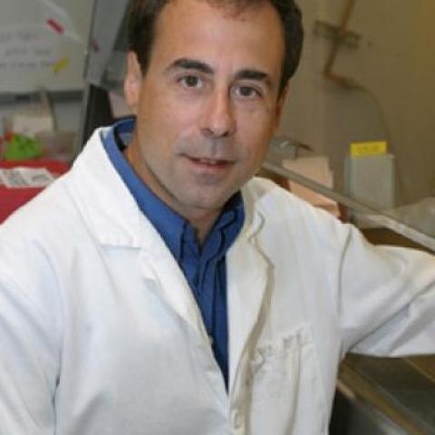 Mark A. Kay, M.D., Ph.D.