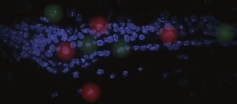Microscopy image with blue nuclear stain on black background and artistic rendition of cell proximity effects in red and green