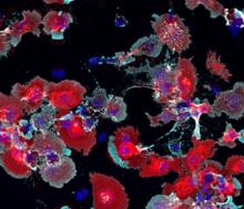 A microscope image showing molecules in red, blue, and cyan.