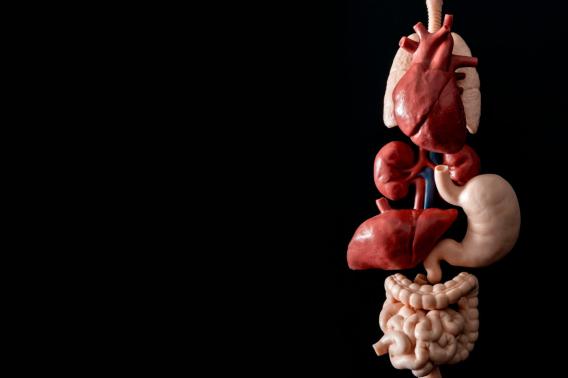 Image of a heart, lungs, kidneys, liver, stomach, large and small intestine. Image by ADOBE.