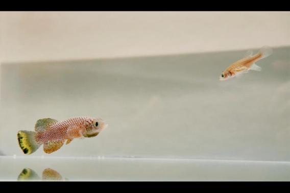 Pair of killifish, CREDIT: ROGELIO BARAJAS AND XIAOAI ZHAO