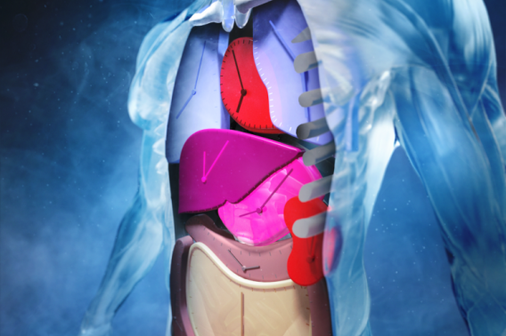 An illustration of internal organs depicted as clocks inside a clear human body.