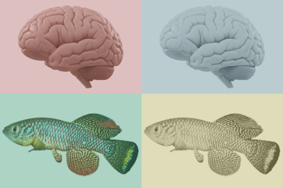 Brains and fish in a multicolored array.