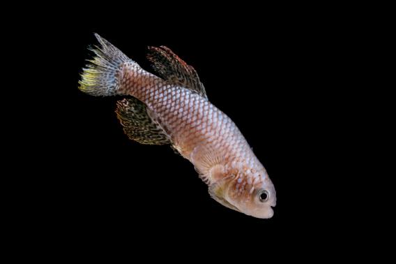 An African killifish swimming.