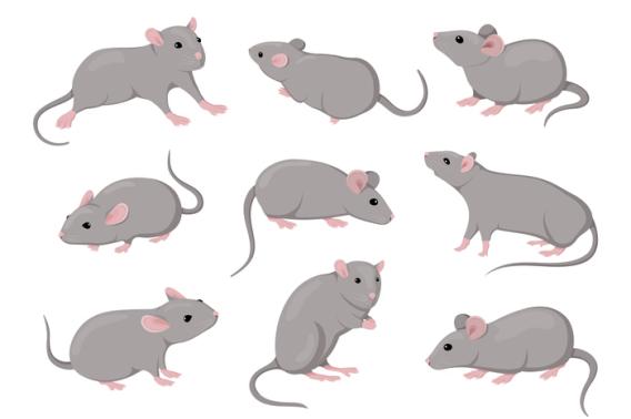 aging mouse brain atlas reveals white matter changes most 