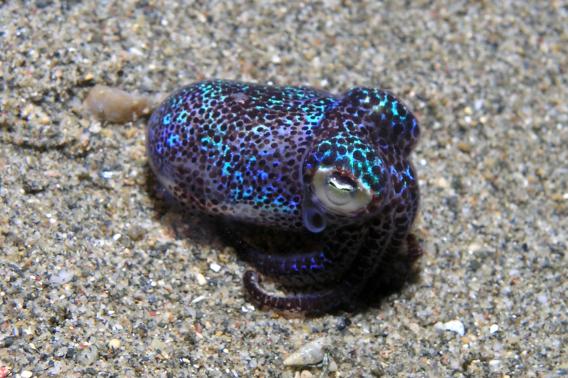 bobtail squid