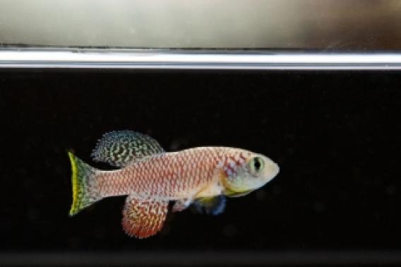 African turquoise killifish