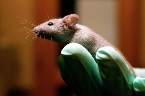 sex-drive circuitry in mouse brains
